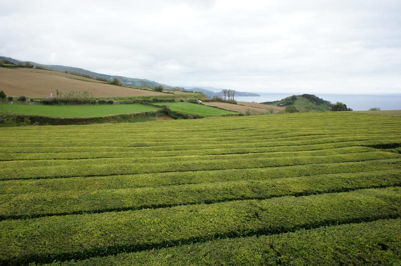 image Acores_046.jpg