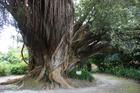 image Acores_040.jpg