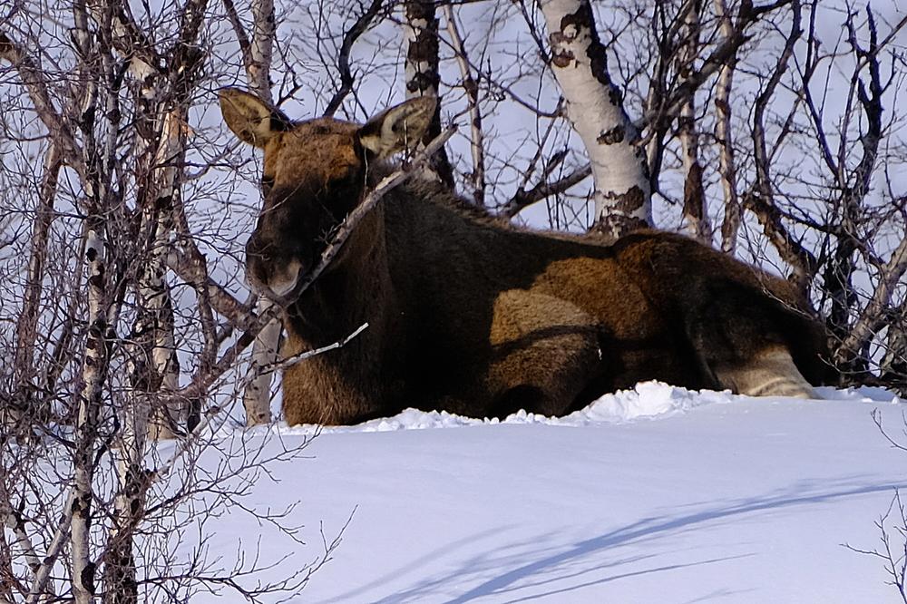image AURORES_057.jpg