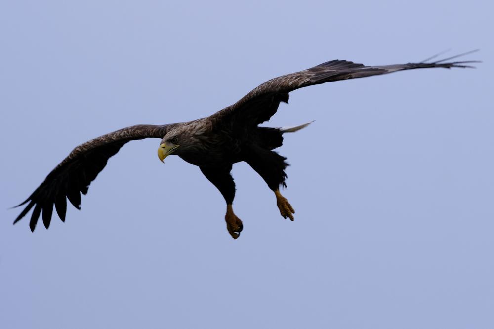 image AURORES_109.jpg