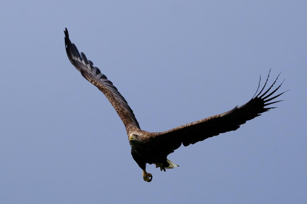 image AURORES_117.jpg