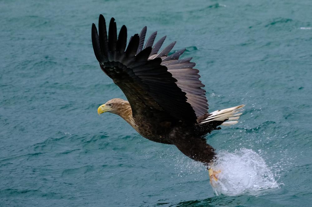 image AURORES_118.jpg