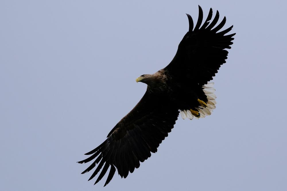 image AURORES_125.jpg