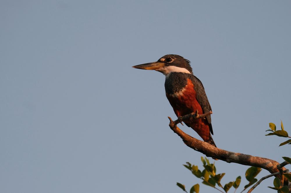 image BRESIL2_072.jpg