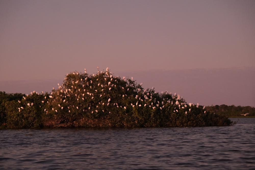 image BRESIL2_074.jpg