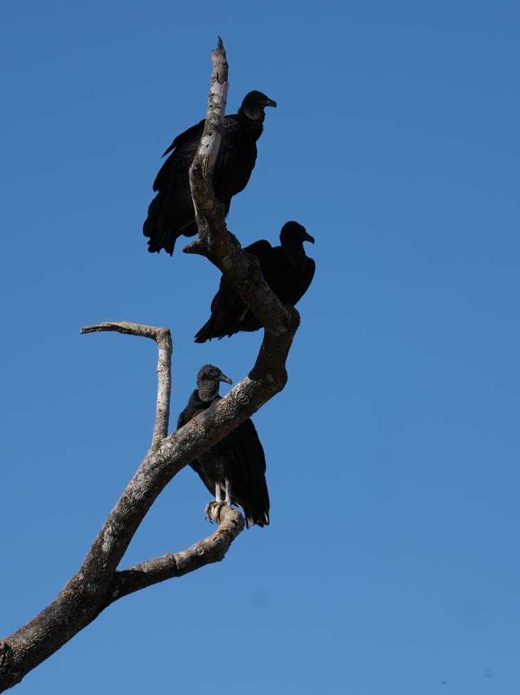 image BRESIL2_084.jpg