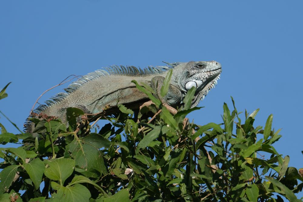 image BRESIL2_116.jpg