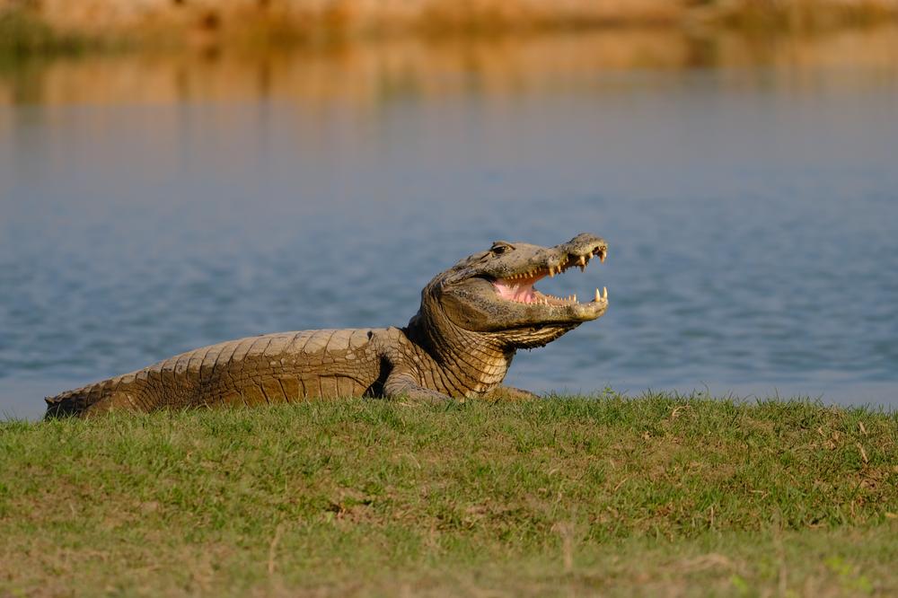 image BRESIL2_338.jpg