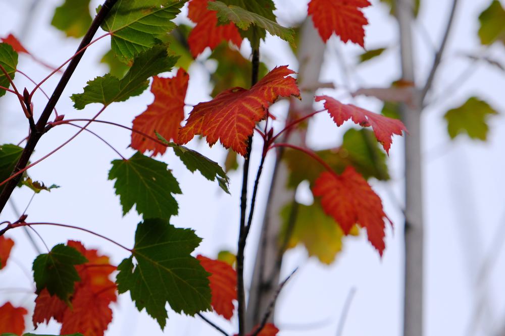 image CANADA-2024_252.jpg