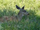 image CanadaYellowstone2012_004.jpg