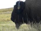 image CanadaYellowstone2012_010.jpg