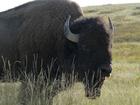 image CanadaYellowstone2012_012.jpg