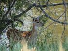 image CanadaYellowstone2012_015.jpg