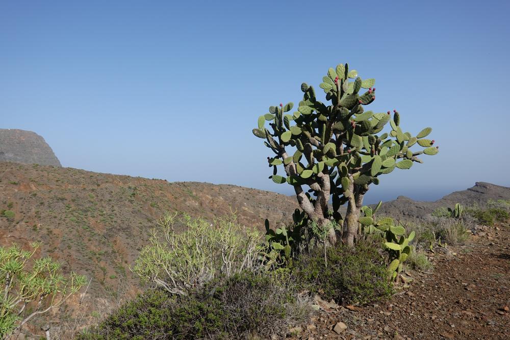 image CanariesGomera_03.jpg