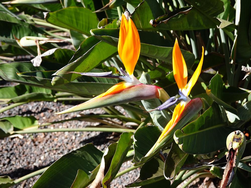 image CanariesGomera_47.jpg