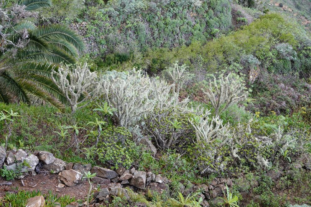 image CanariesGomera_49.jpg