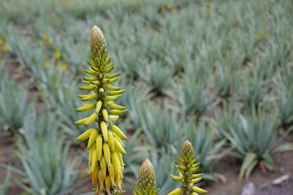 image CanariesGomera_50.jpg