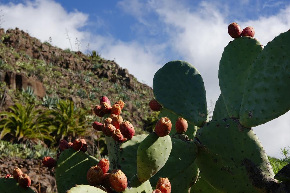 image CanariesGomera_55.jpg