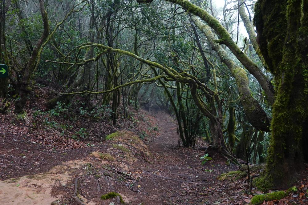 image CanariesGomera_71.jpg