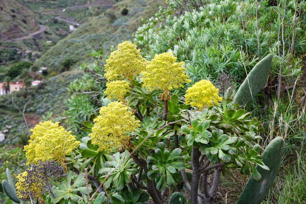image CanariesGomera_77.jpg
