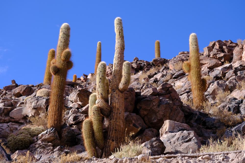 image ChiliBolivie_048.jpg