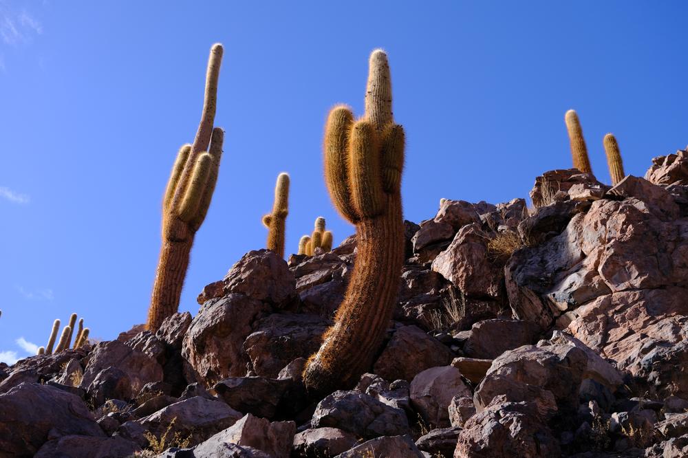 image ChiliBolivie_050.jpg