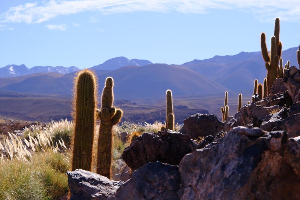 image ChiliBolivie_051.jpg