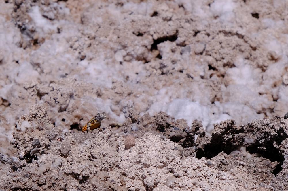 image ChiliBolivie_057.jpg