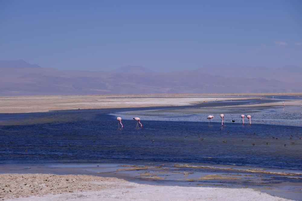 image ChiliBolivie_058.jpg