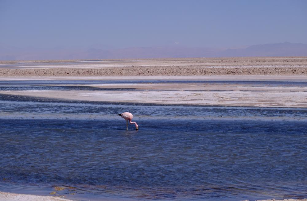 image ChiliBolivie_059.jpg