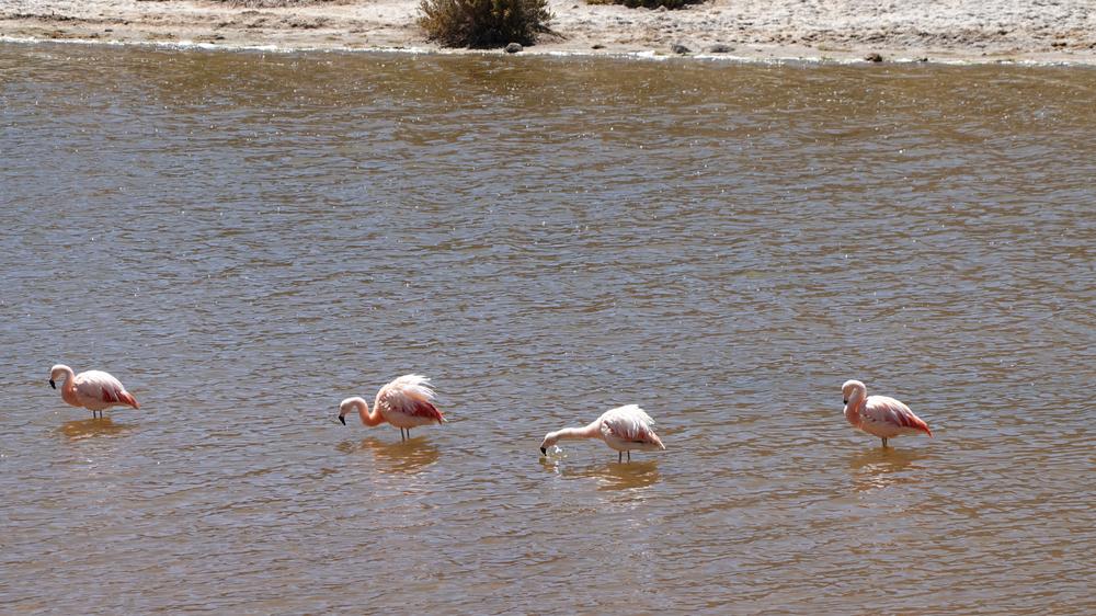 image ChiliBolivie_095.jpg