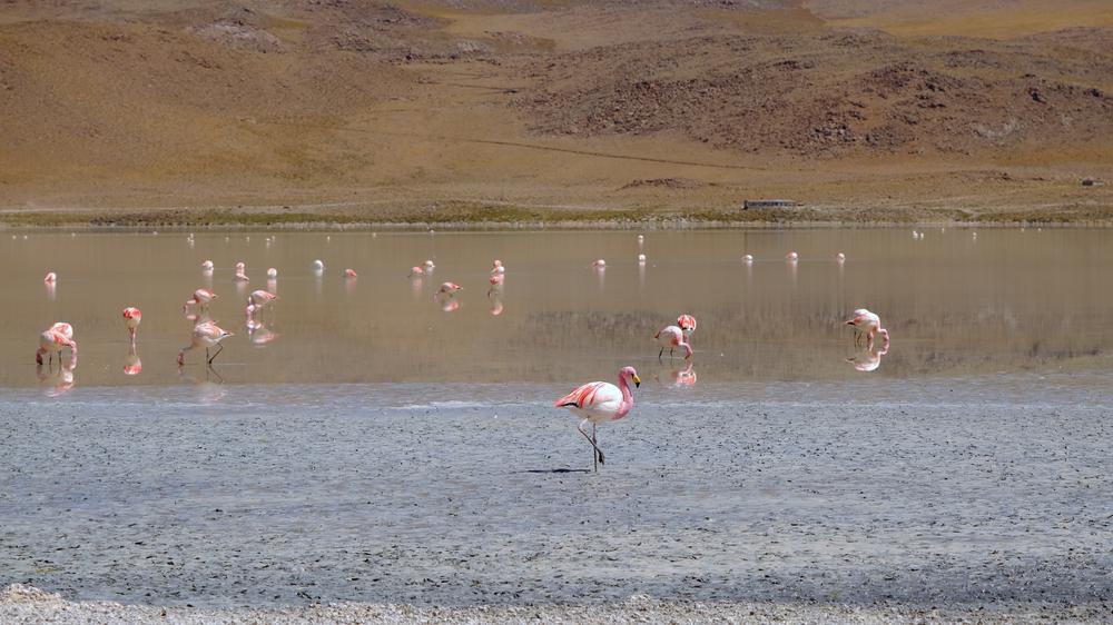 image ChiliBolivie_159.jpg