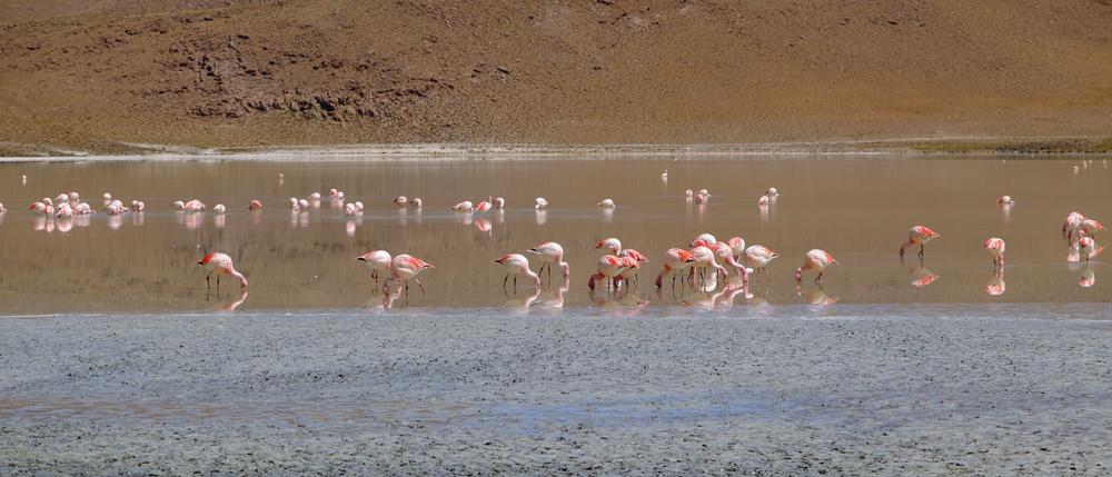 image ChiliBolivie_161.jpg
