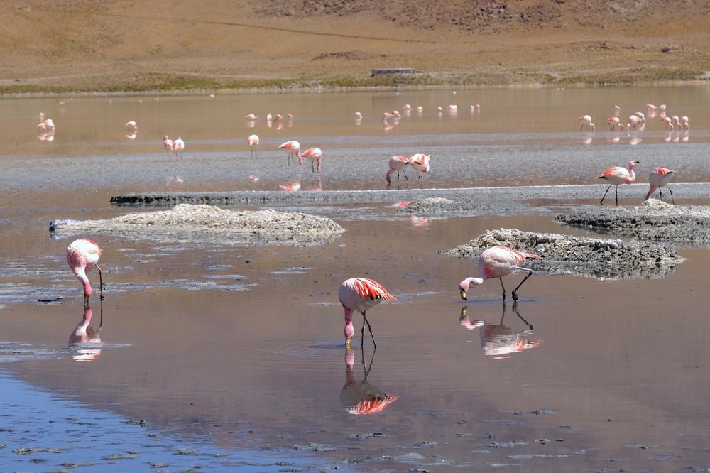 image ChiliBolivie_165.jpg