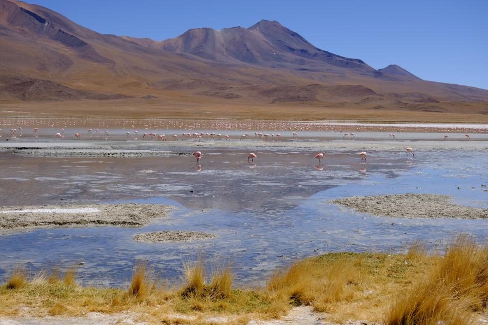 image ChiliBolivie_167.jpg