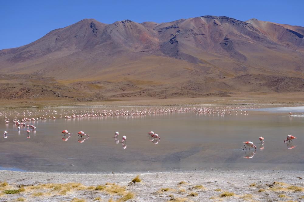 image ChiliBolivie_168.jpg
