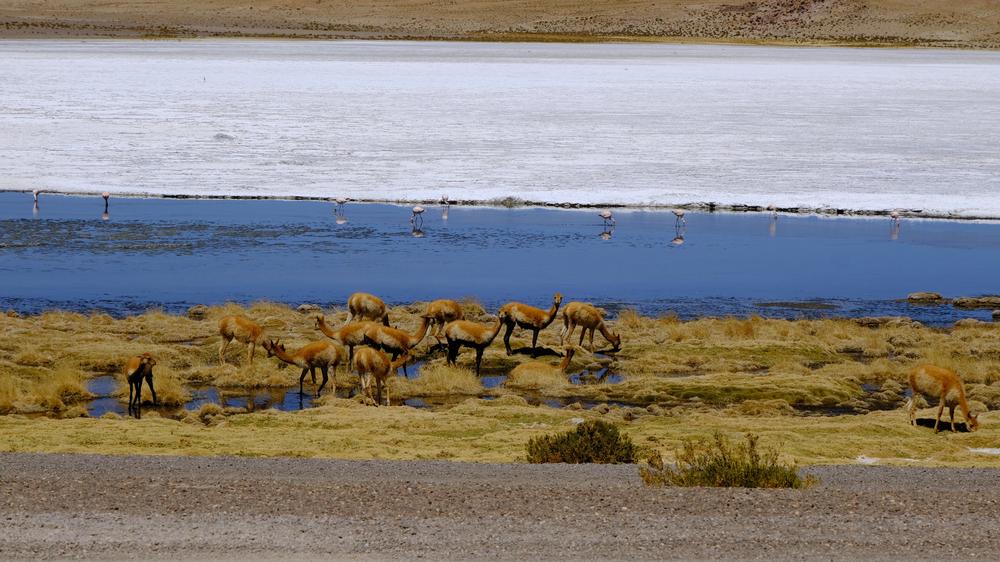 image ChiliBolivie_169.jpg