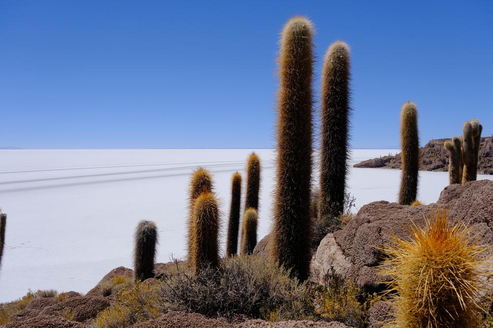 image ChiliBolivie_202.jpg