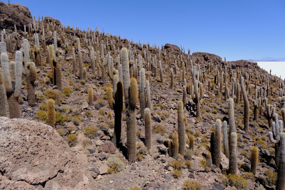 image ChiliBolivie_205.jpg