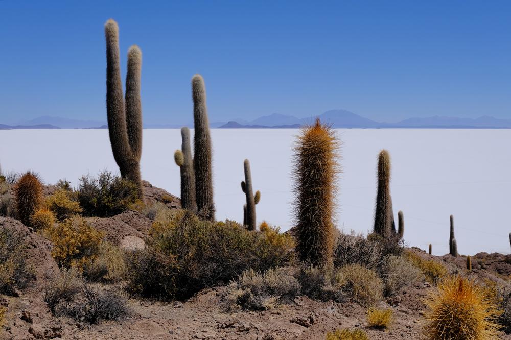 image ChiliBolivie_212.jpg