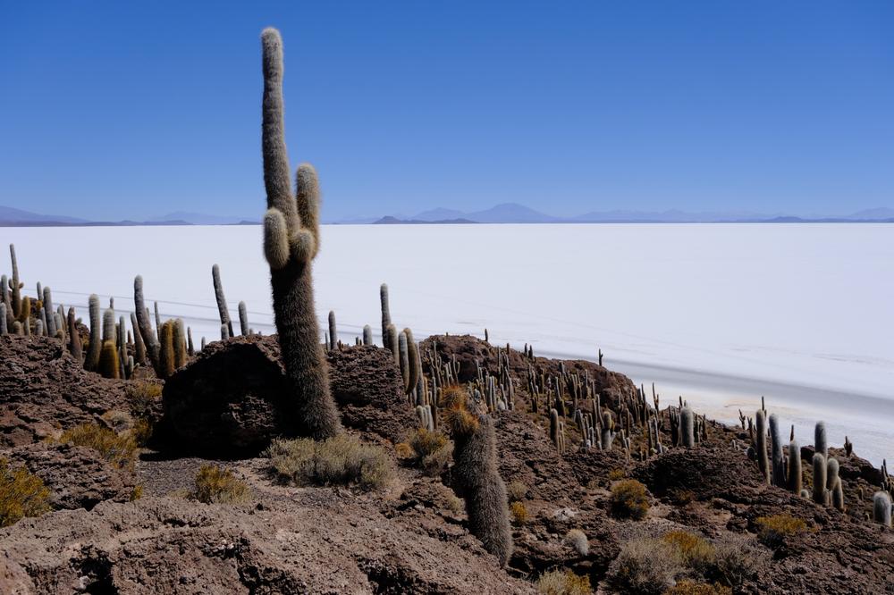 image ChiliBolivie_215.jpg