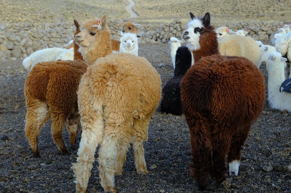 image ChiliBolivie_250.jpg