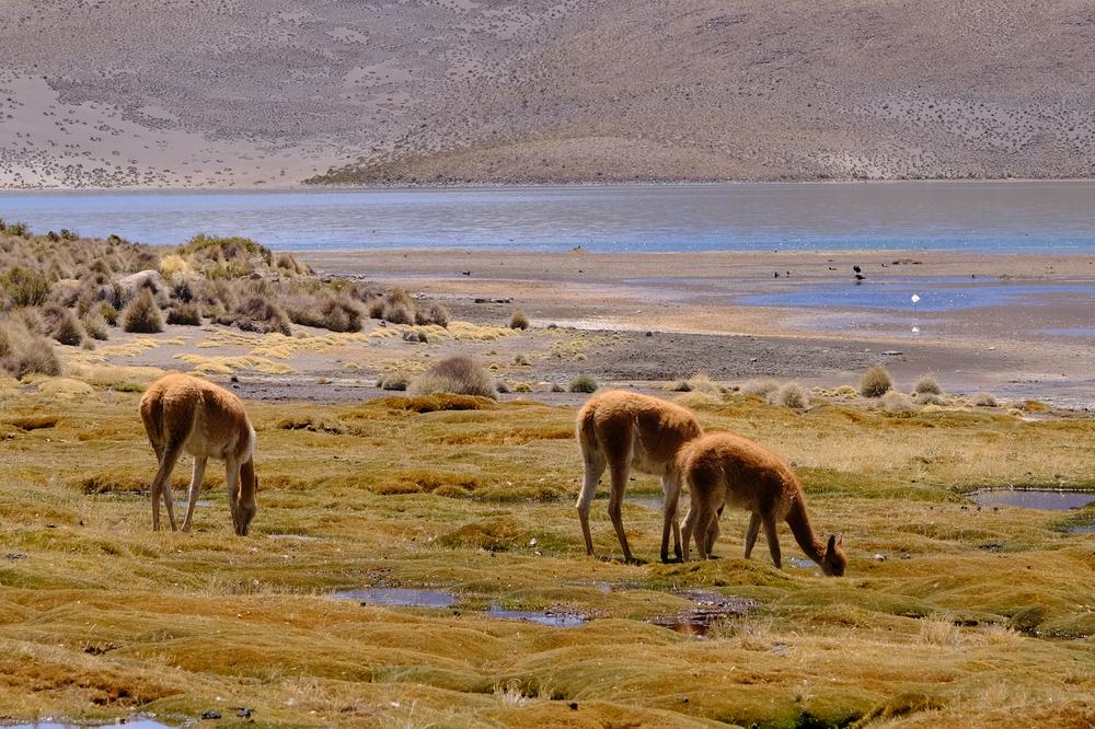 image ChiliBolivie_278.jpg