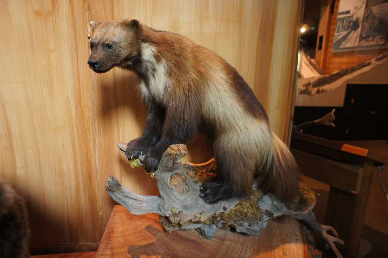image ColombieBritannique2017_015.jpg