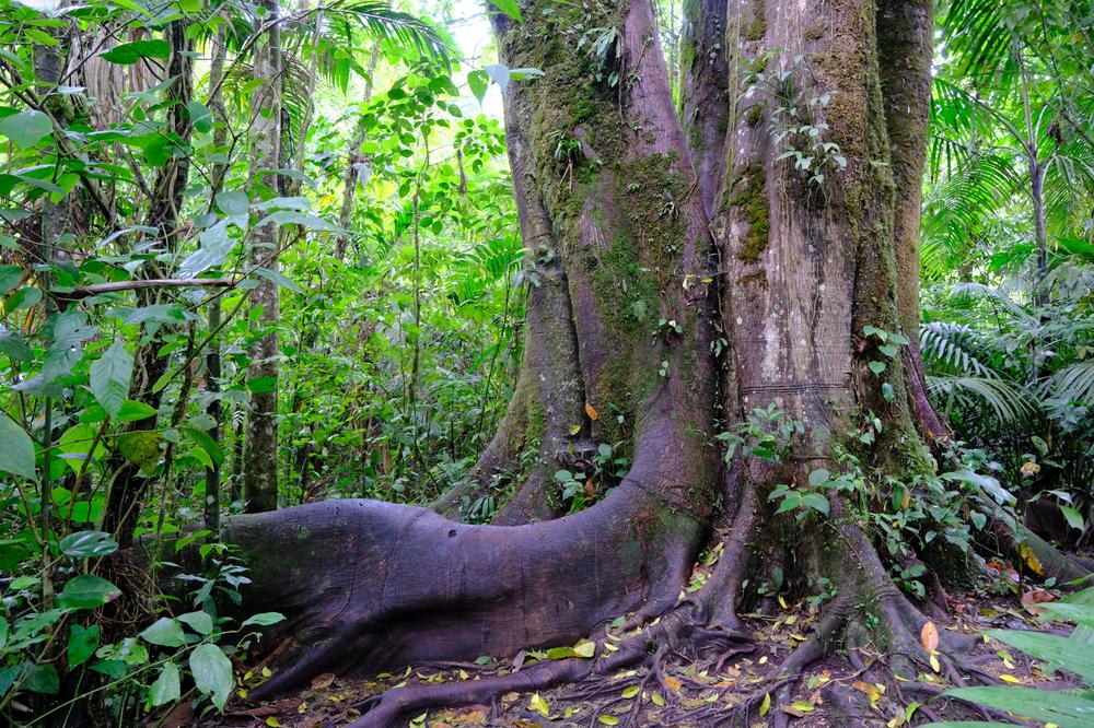 image COSTARICA_013.jpg