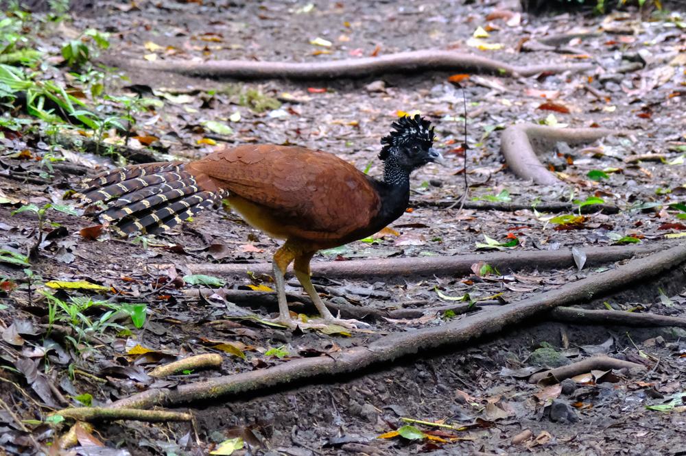 image COSTARICA_014.jpg