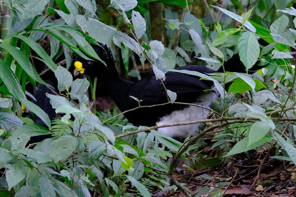 image COSTARICA_016.jpg