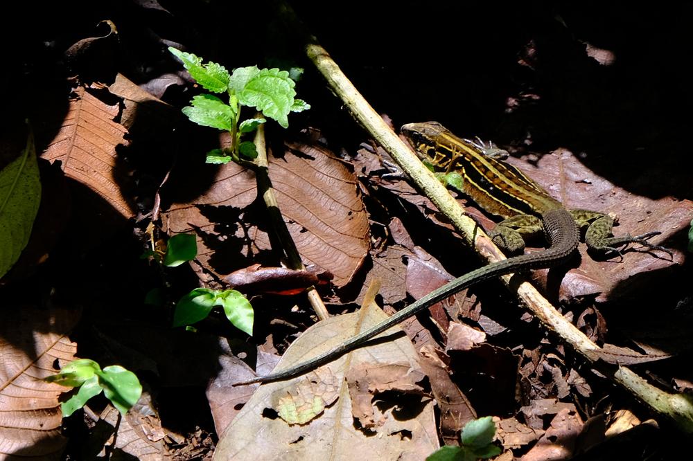 image COSTARICA_017.jpg