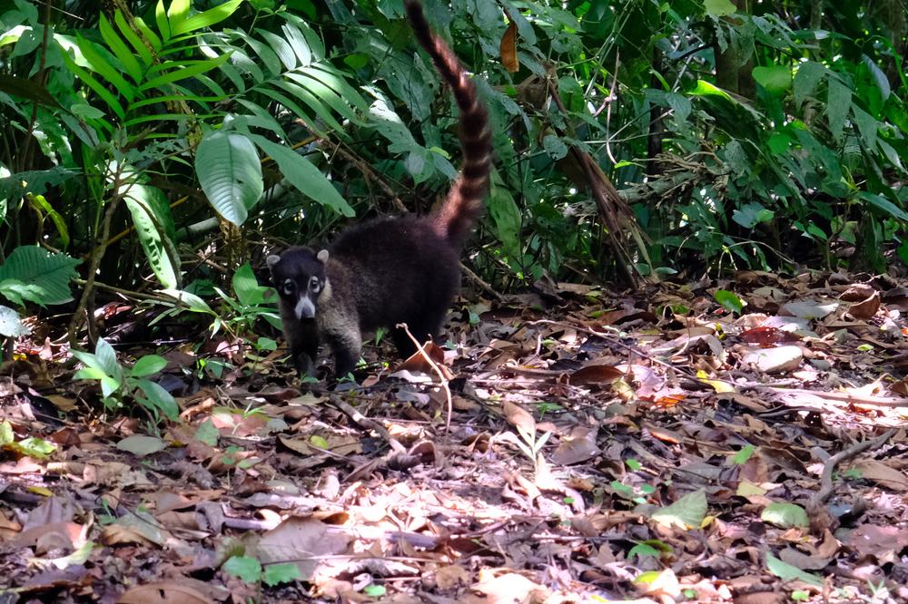 image COSTARICA_020.jpg