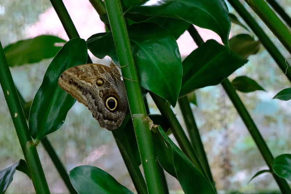 image COSTARICA_021.jpg